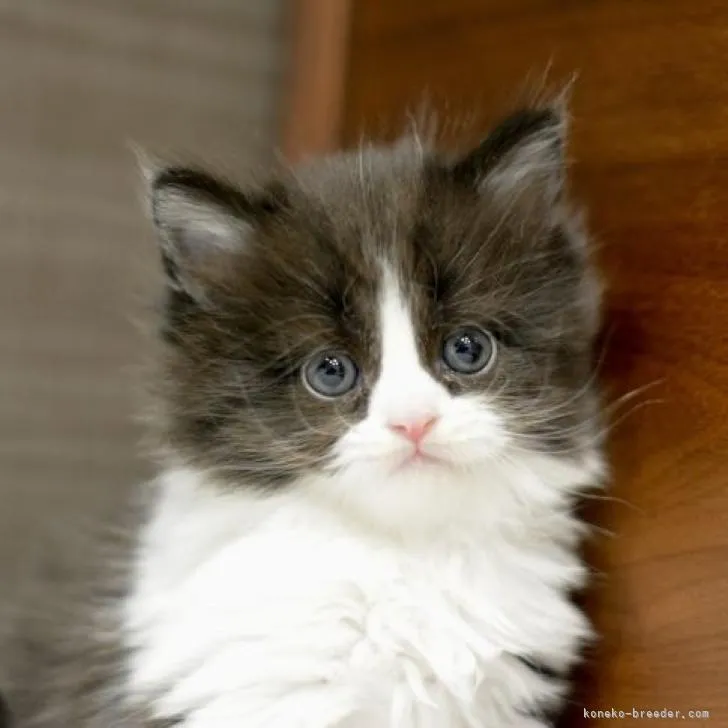 ID:2303-01059の子猫