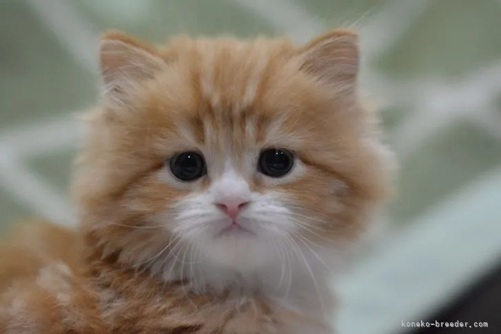 ID：2111-01153の子猫