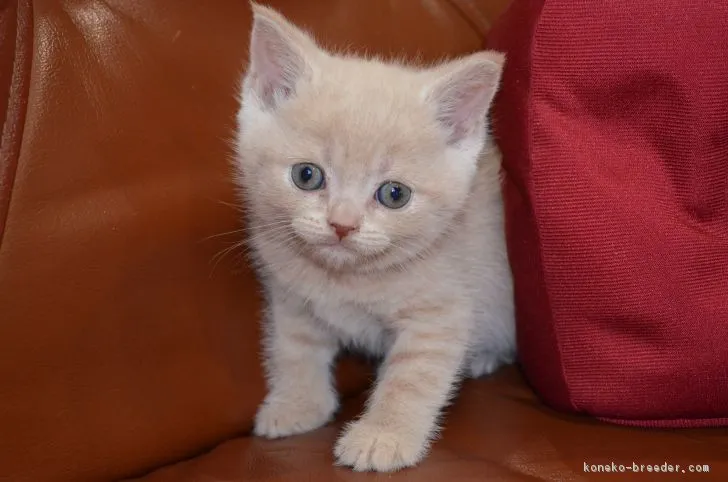 ID：1901-01286の子猫