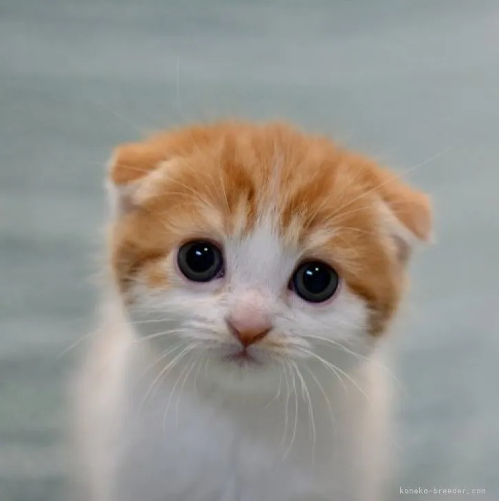 ID：2304-02566の子猫