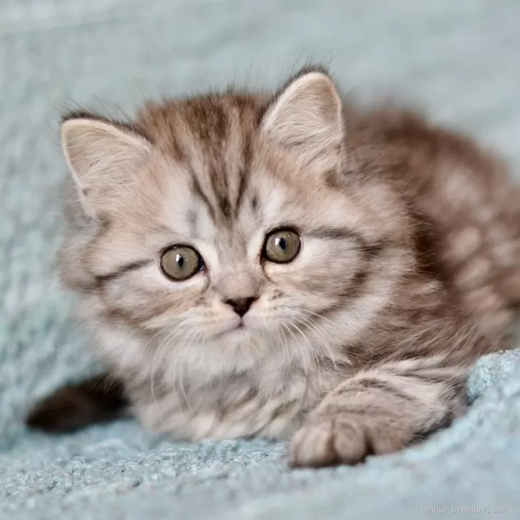 ID：2402-02034の子猫