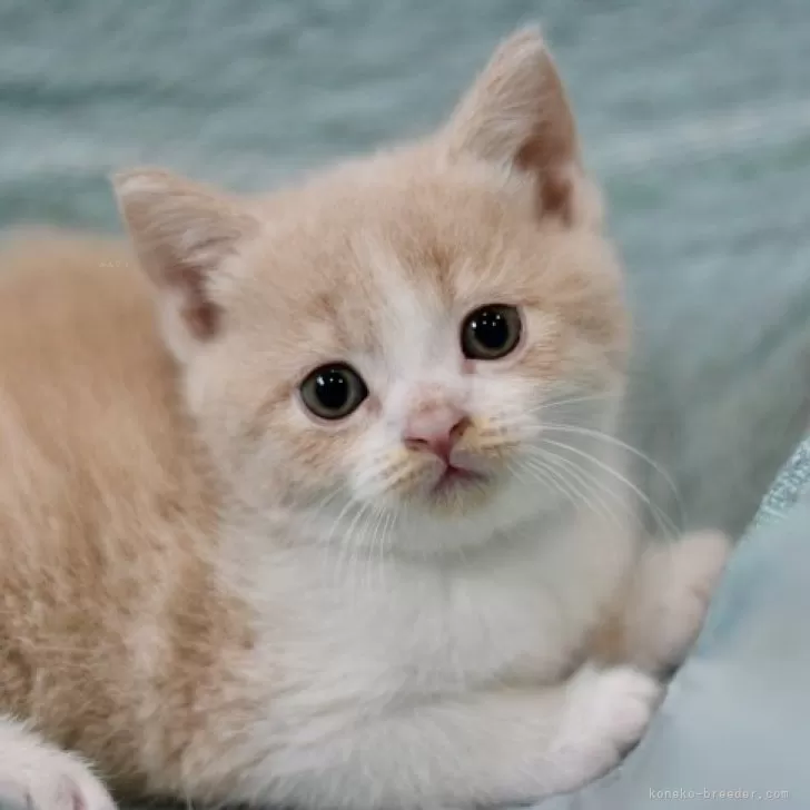 ID：2312-01680の子猫