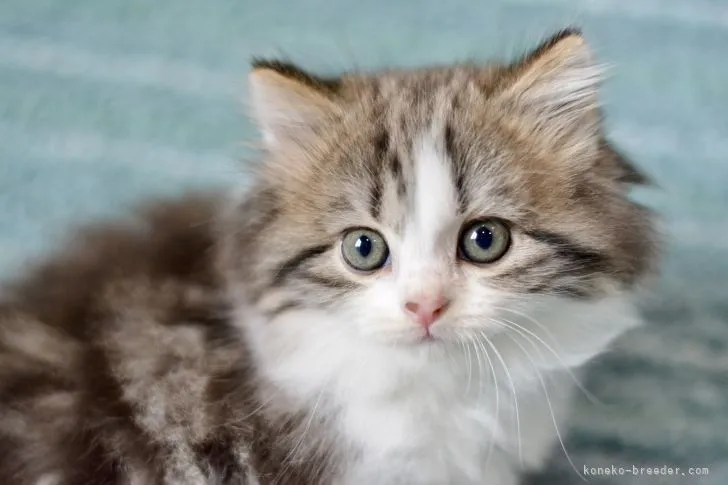 ID:2206-00090の子猫
