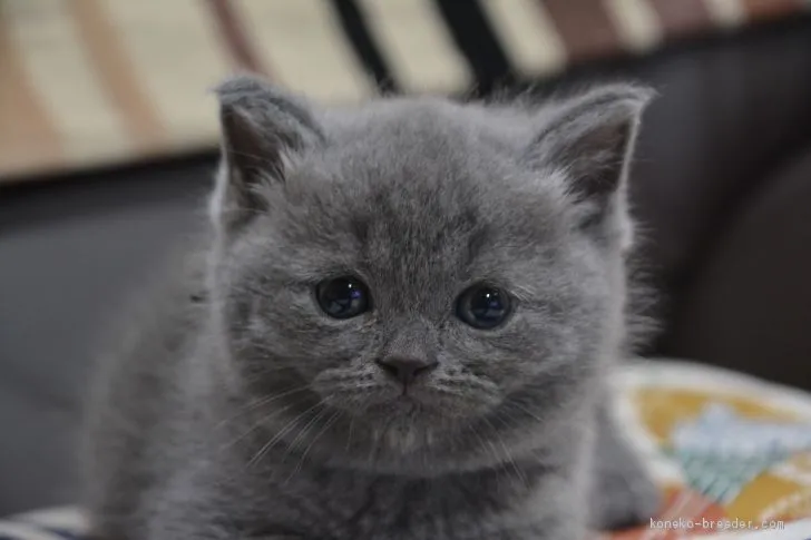 ID:2102-00667の子猫