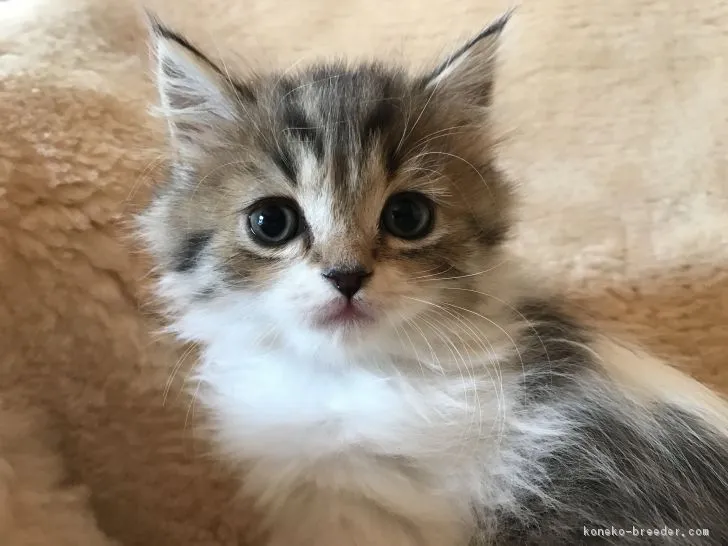 ID：1902-01284の子猫