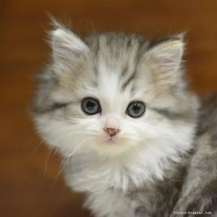 ID：2212-00953の子猫