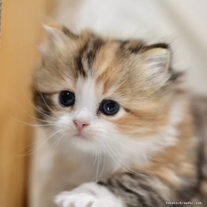 K.I 様のお迎えした子猫
