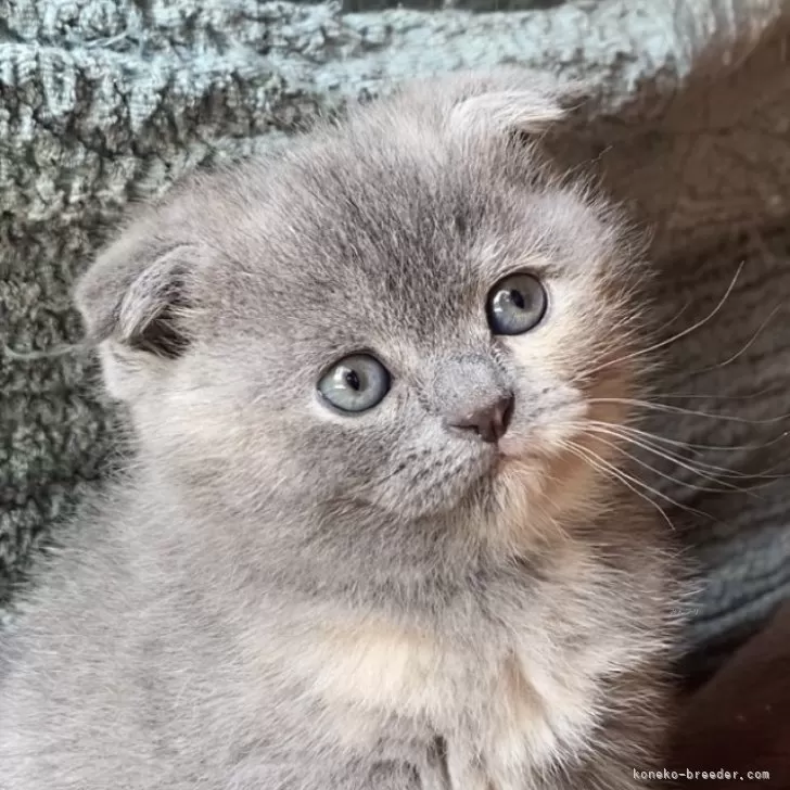 ID：2402-02032の子猫
