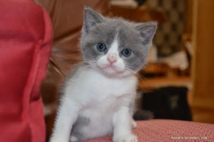 ID：1907-00657の子猫