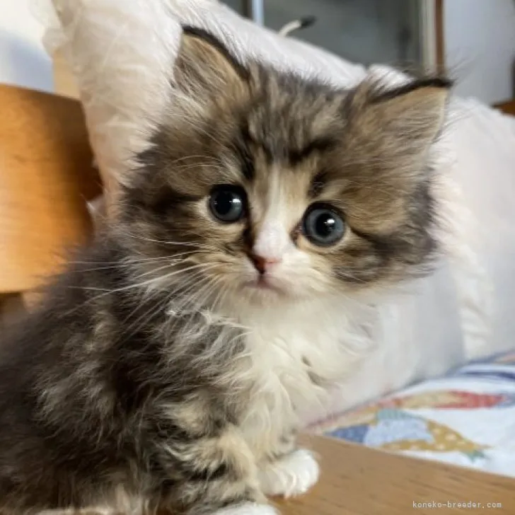ID：2304-00275の子猫