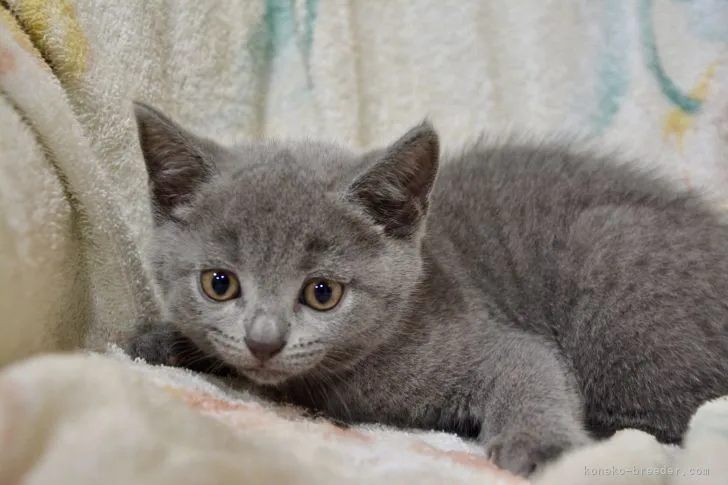 ID:2108-00962の子猫