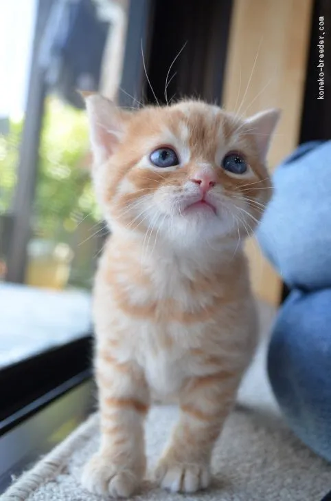 ID：2005-00467の子猫