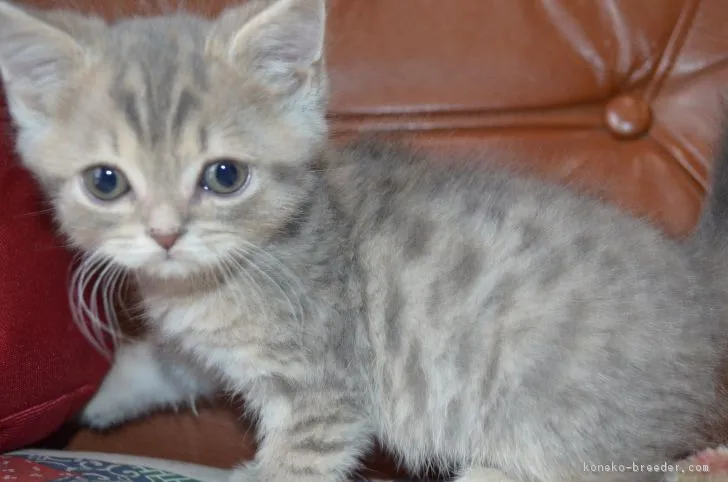 ID：1902-01095の子猫