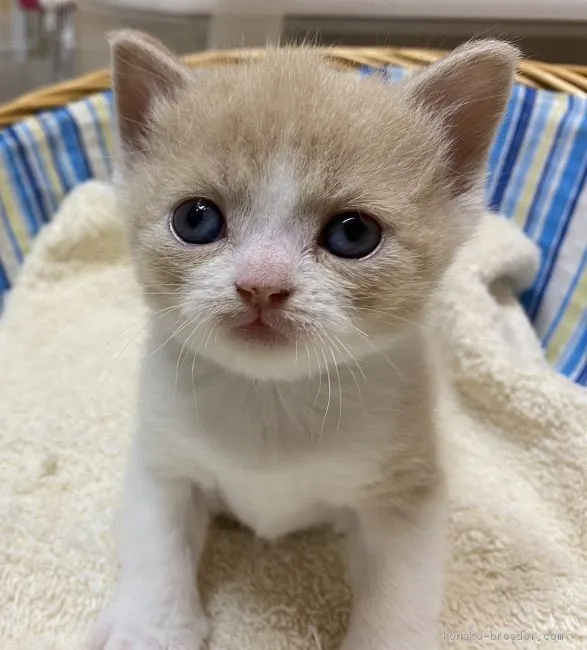 ID：2005-01891の子猫