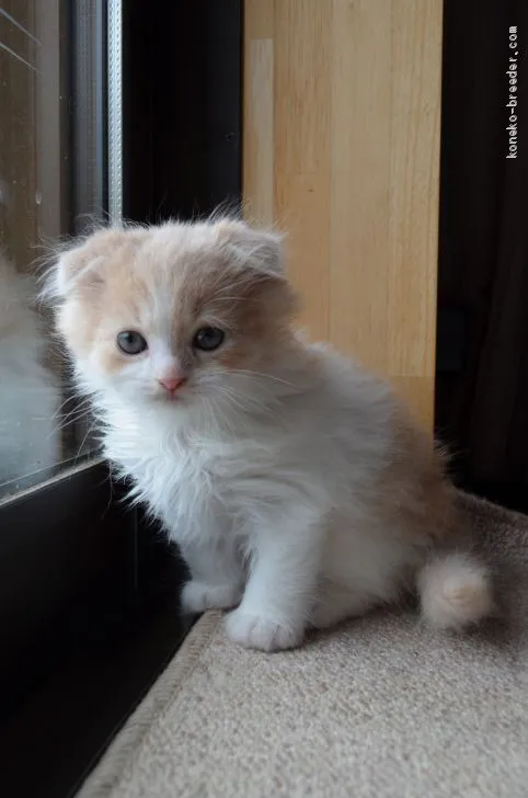 ID：1904-02003の子猫