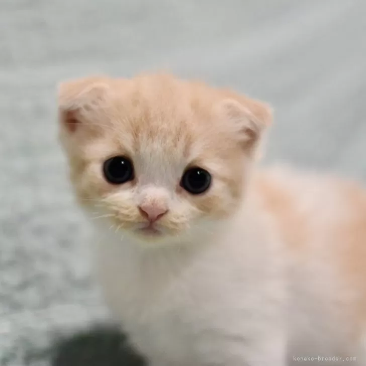ID:2408-03125の子猫