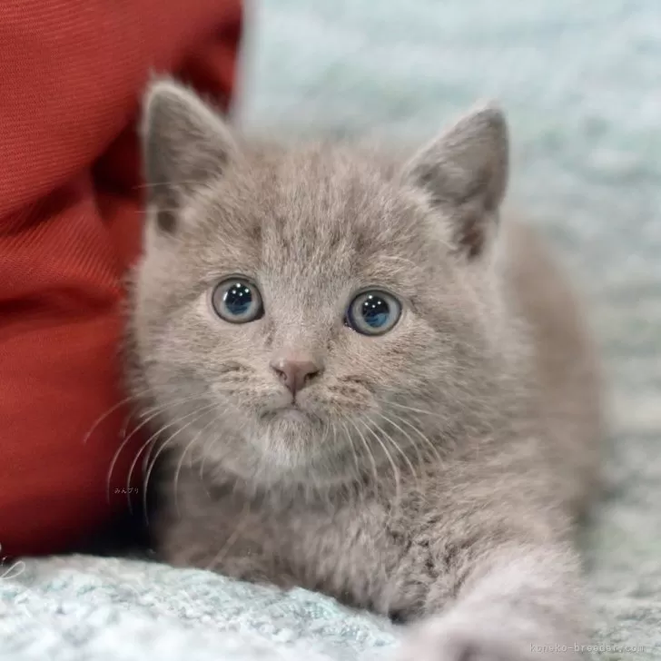 ID：2404-03280の子猫