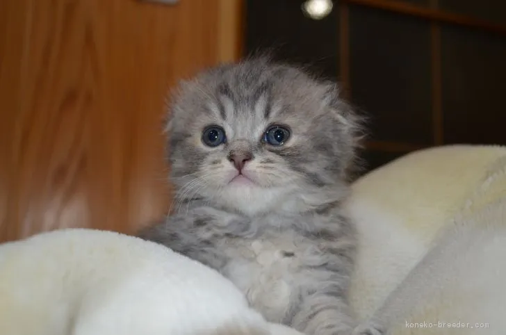 ID:1912-01187の子猫