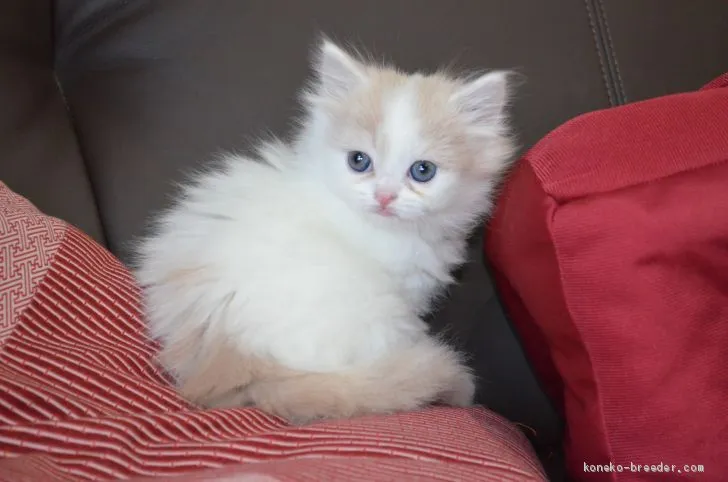 ID:2003-00827の子猫