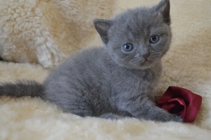 ID：2010-01723の子猫