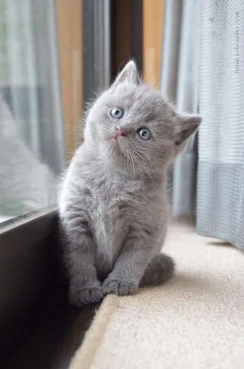 ID：2002-01016の子猫