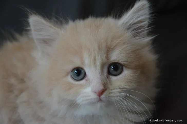 ID:2104-01396の子猫