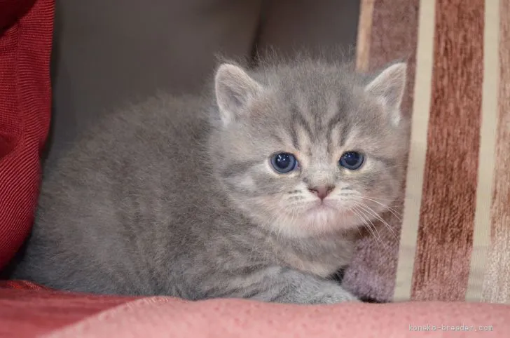 ID:1911-01495の子猫