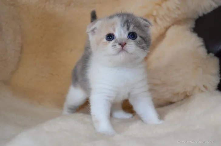 ID:1911-01496の子猫