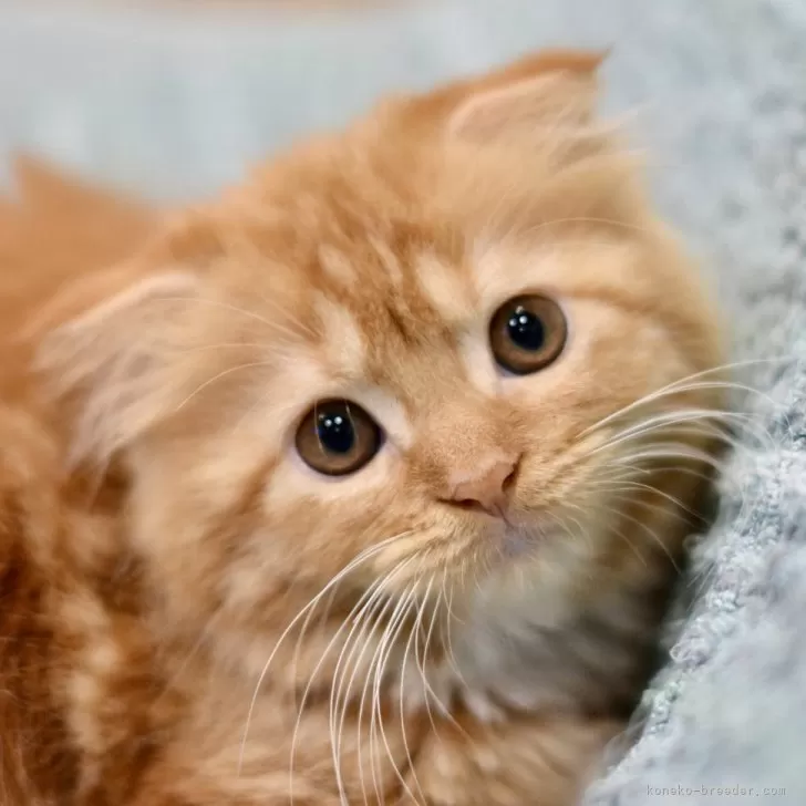 ID:2405-00090の子猫