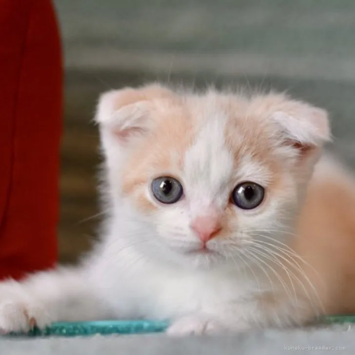 ID:2306-00451の子猫