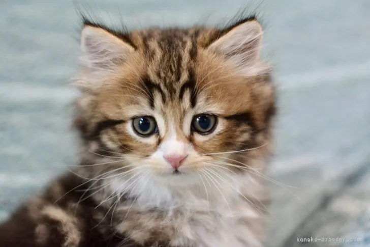 ID：2204-02212の子猫