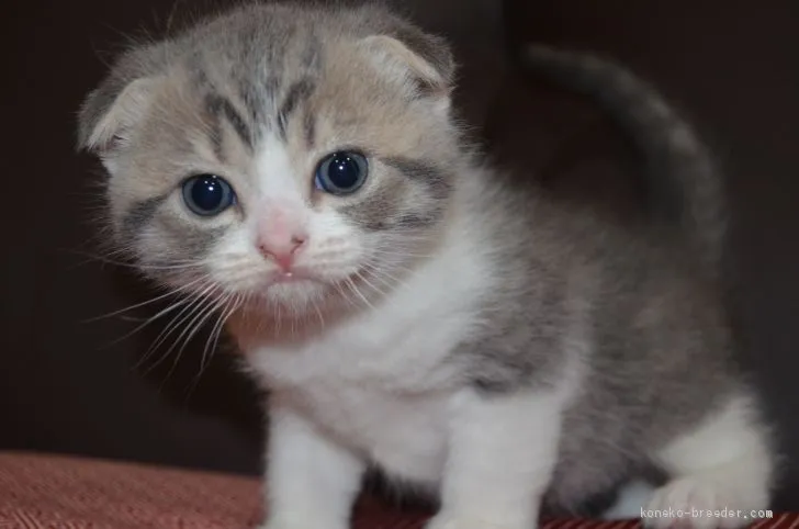 ID：2006-00411の子猫