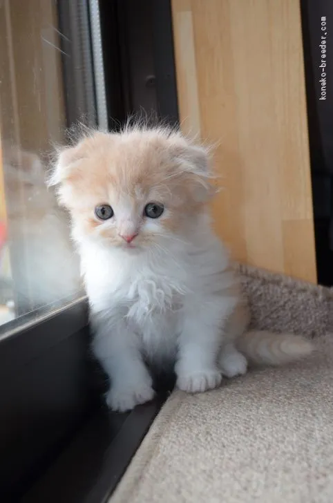 ID：1904-02005の子猫