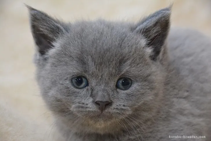 ID：2103-01914の子猫