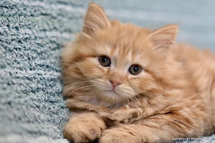 ID:2205-02306の子猫