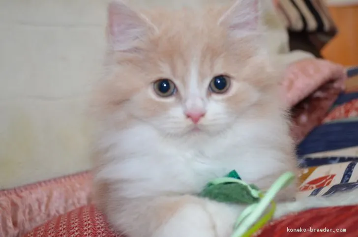 ID:1912-00427の子猫