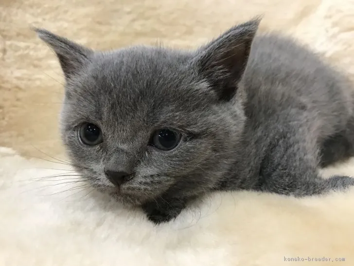 ID：1901-00517の子猫