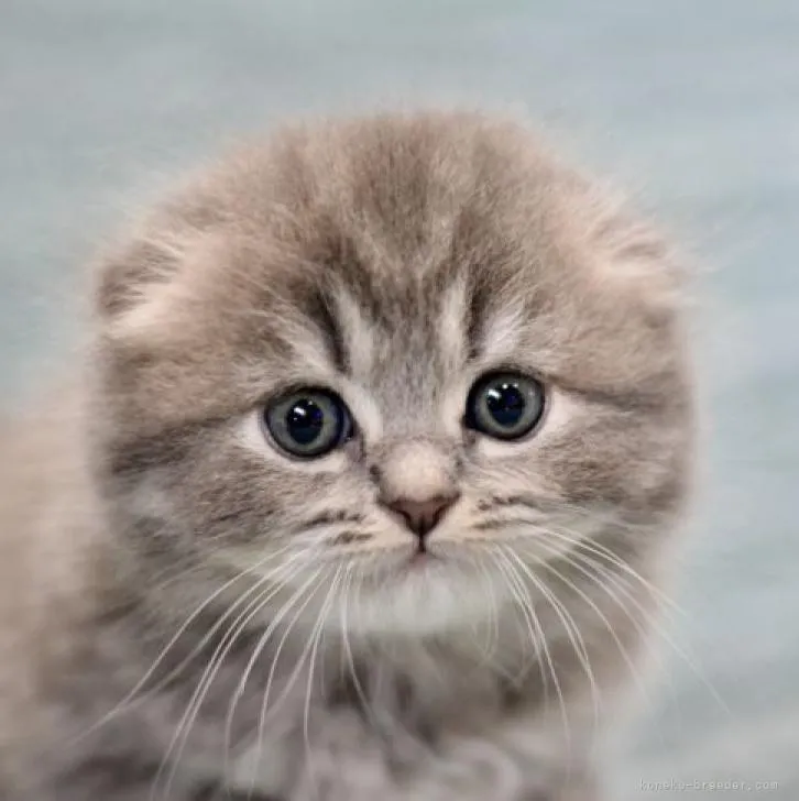 ID:2212-00222の子猫