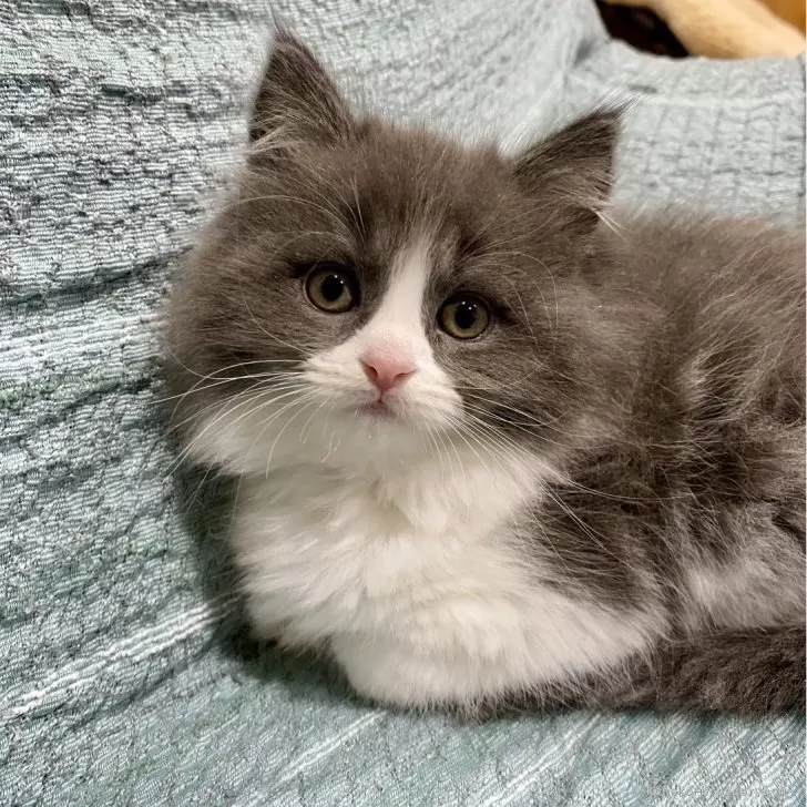 ID:2312-02301の子猫