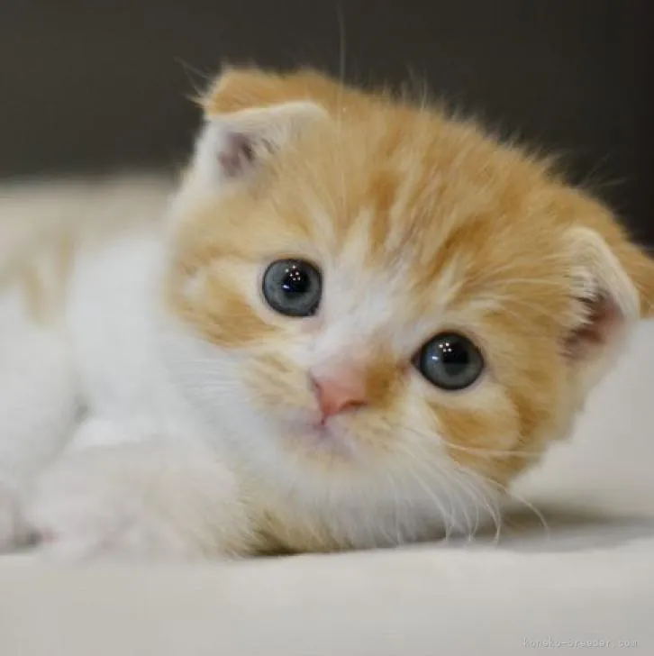 ID:2211-00438の子猫