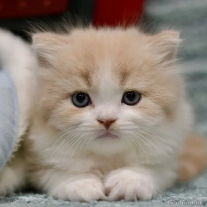ID:2306-00361の子猫