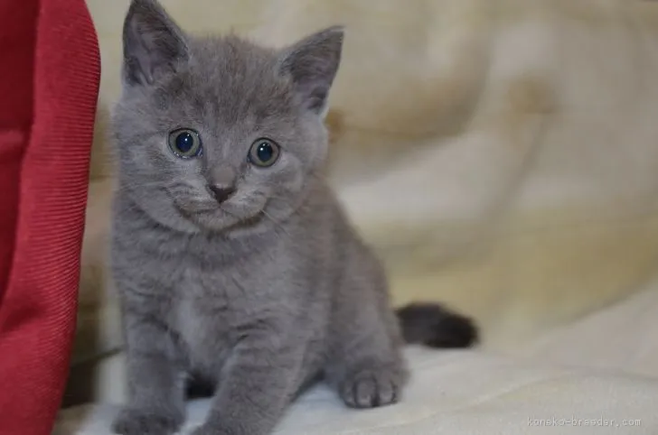 ID:1903-01219の子猫