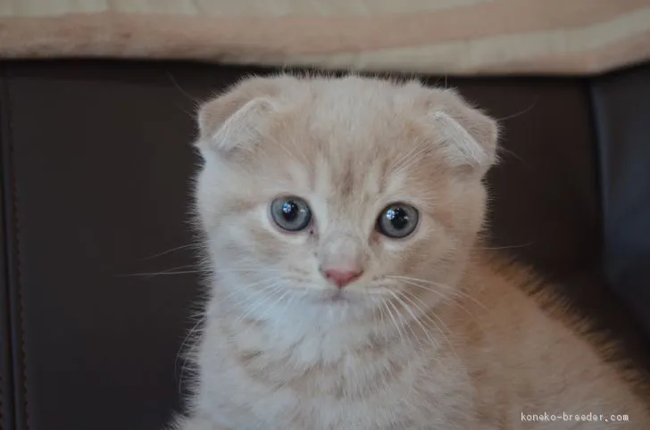 ID:2010-02178の子猫
