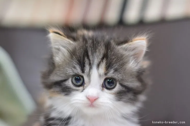 ID:2111-01152の子猫
