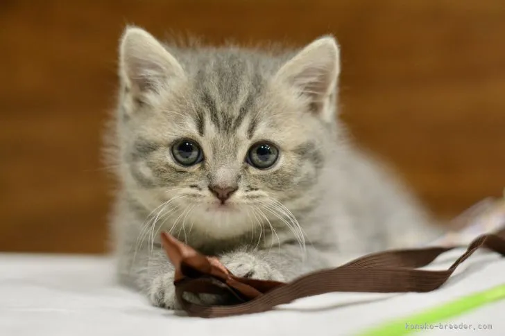 ID：2207-00151の子猫