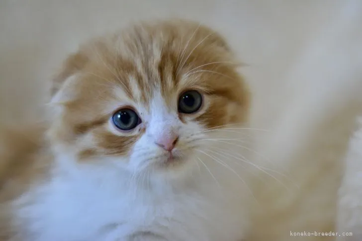 ID:2201-01940の子猫