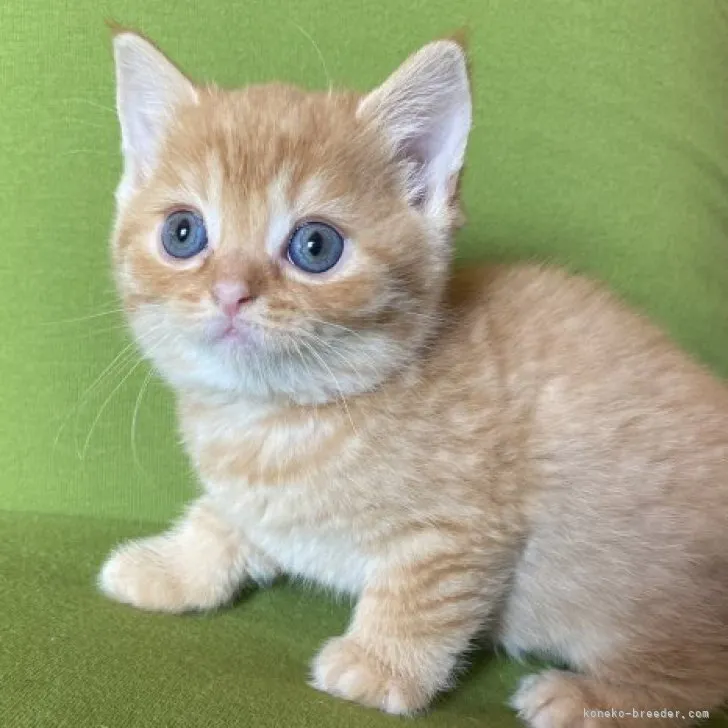 ID：2304-02493の子猫