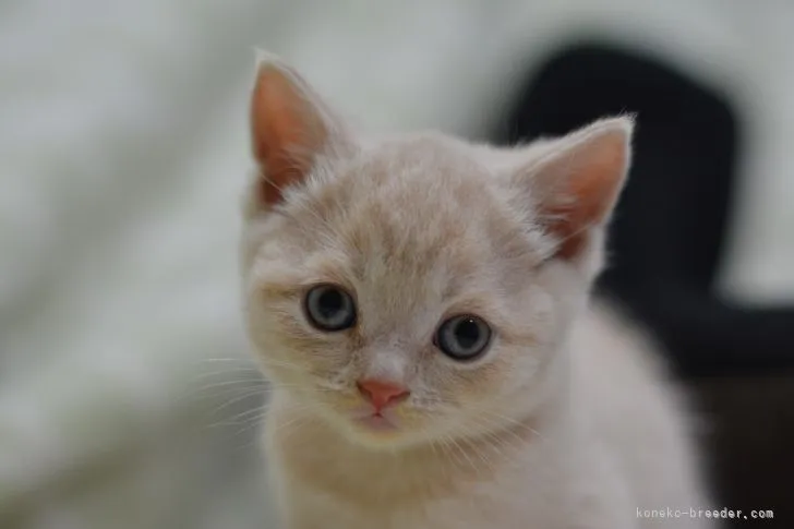 ID:2111-01845の子猫