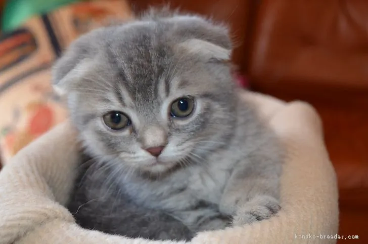 ID:1812-00743の子猫