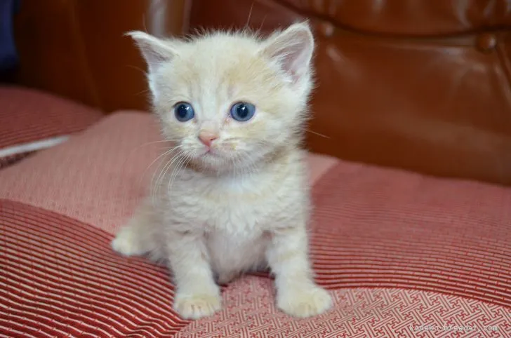 ID:1902-00128の子猫